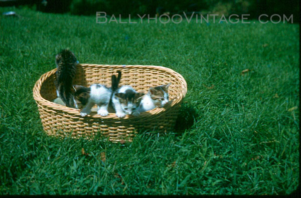 Kodachrome kitties